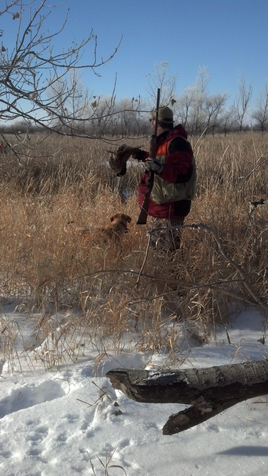Native Grasses Creating Sustainable and Robust Pheasant Populations in