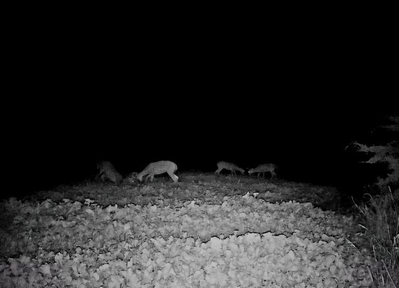 Trail camera photo of whitetail deer feeding on a food plot at night on a Double P Ranch bow property