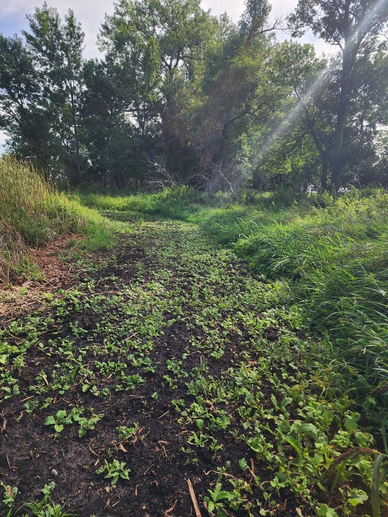 Whitetail food plot along a timbered edge on a Double P Ranch bow property